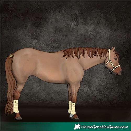 Horse Color:Red Dun 