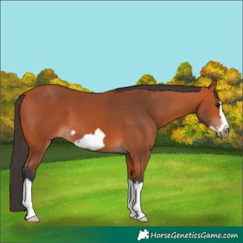 Horse Color:Bay Splash Frame Rabicano 