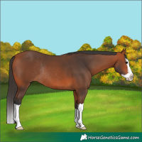 Horse Color:Bay Splash Rabicano