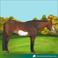 Horse Color:Bay Frame Rabicano 