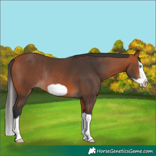 Horse Color:Bay Splash Frame Rabicano