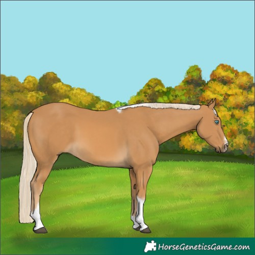 Horse Color:Palomino Tobiano Frame 