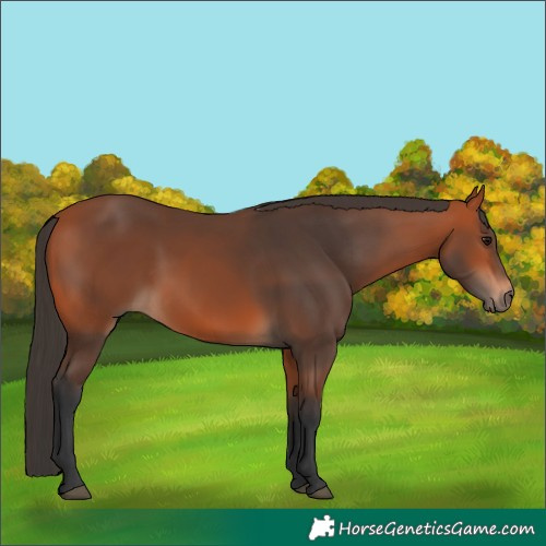 Horse Color:Bay Rabicano 