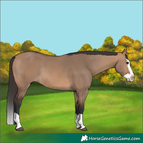Horse Color:Bay Dun Splash Rabicano 