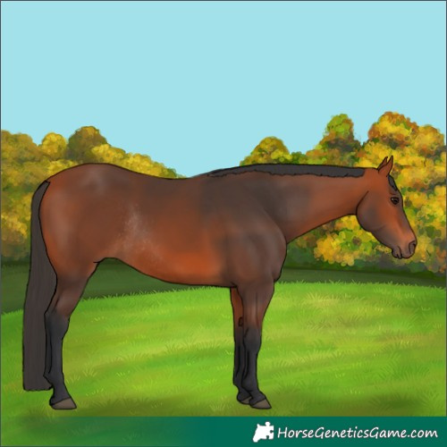 Horse Color:Bay Rabicano 