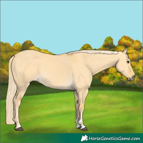 Horse Color:Palomino Dun 