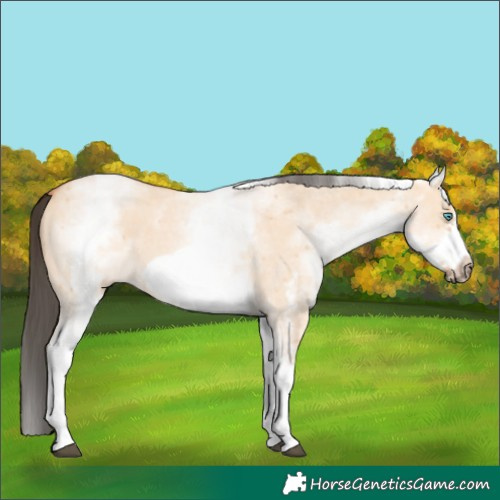 Horse Color:White Spotted Bay Dun Sabino Frame