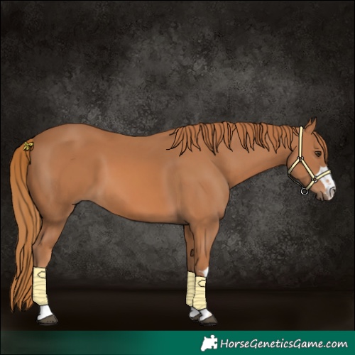 Horse Color:Chestnut 