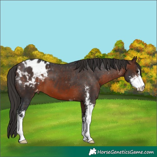 Horse Color:Brown Sabino Blanket
