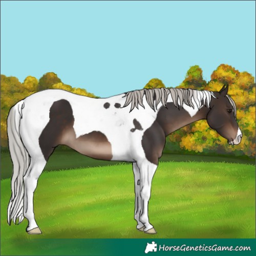 Horse Color:Silver Brown Tobiano