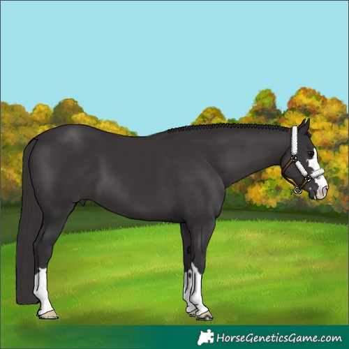 Horse Color:Smoky Black