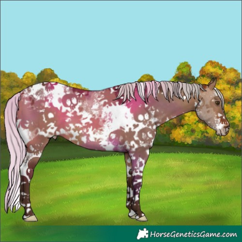 Horse Color:White Spotted Silver Brown Dun Sabino 
