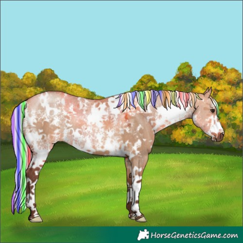 Horse Color:Painted White Spotted Silver Bay Dun Sabino Rabicano