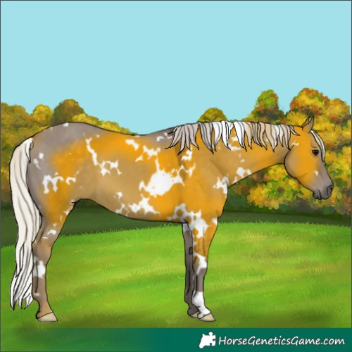 Horse Color:White Spotted Silver Grullo 