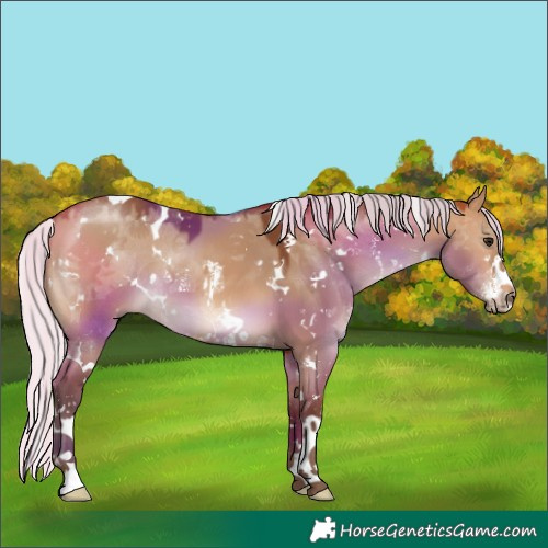 Horse Color:White Spotted Silver Bay Dun Sabino 