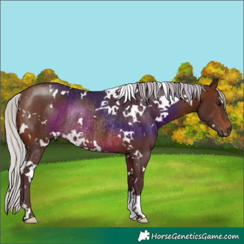 Horse Color:White Spotted Silver Brown Rabicano 