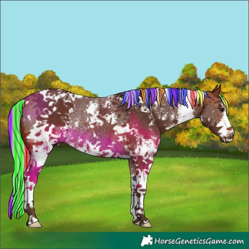 Horse Color:Painted White Spotted Silver Brown Sabino Rabicano 