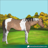 Horse Color:Bay Dun Tobiano 