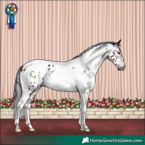 Horse Color:Gray Bay Tobiano Near Leopard 