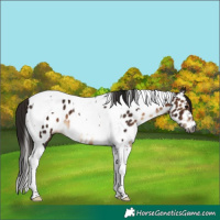 Horse Color:Gray Bay Tobiano Appaloosa