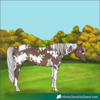 Horse Color:White Spotted Silver Black Tobiano 