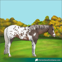 Horse Color:Silver Black Tobiano Appaloosa 