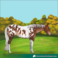 Horse Color:Silver Brown Tobiano Appaloosa 