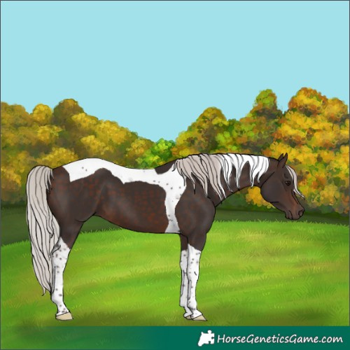 Horse Color:Silver Brown Tobiano 