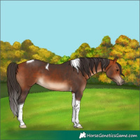 Horse Color:Bay Tobiano 