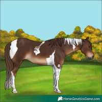 Horse Color:Gray Chestnut Tobiano