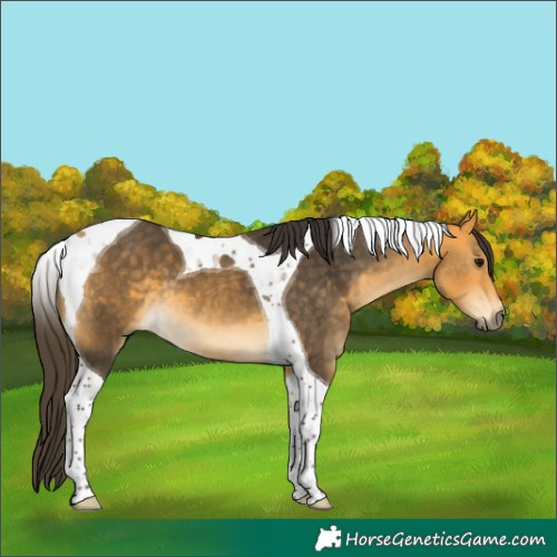 Horse Color:Buckskin Tobiano
