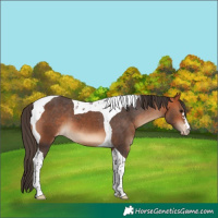 Horse Color:Bay Tobiano Varnish 