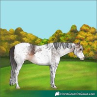 Horse Color:White Spotted Brown Tobiano