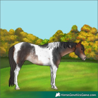 Horse Color:Bay Tobiano Rabicano
