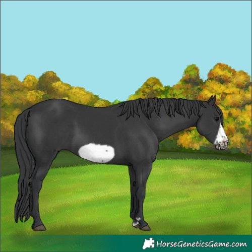 Horse Color:Black Frame 
