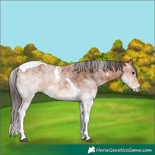 Horse Color:White Spotted Bay Tobiano Rabicano