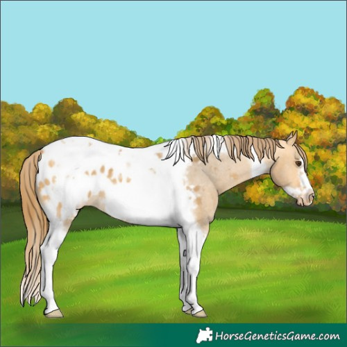 Horse Color:Buckskin Dun Tobiano Frame Blanket