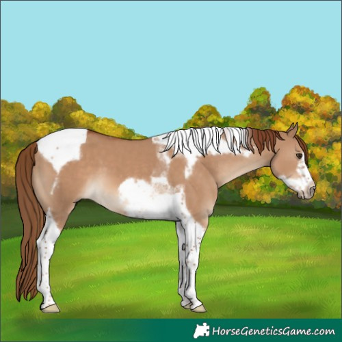 Horse Color:Red Dun Tobiano Frame