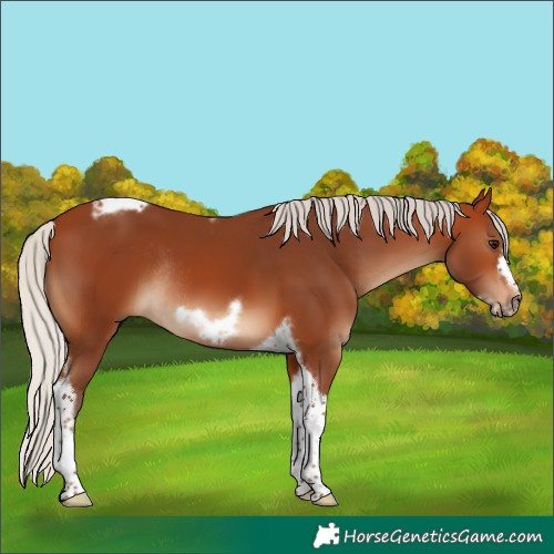 Horse Color:Silver Bay Tobiano Frame Rabicano