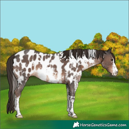 Horse Color:White Spotted Liver Chestnut Sabino Appaloosa