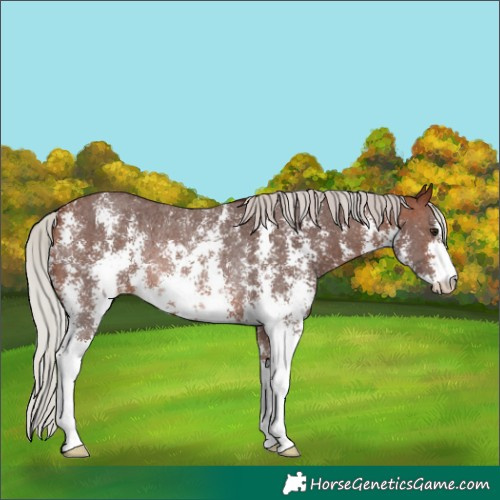Horse Color:Silver Brown Sabino Rabicano 