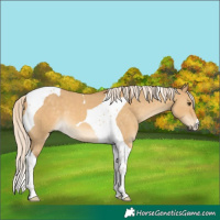 Horse Color:Palomino Dun Tobiano