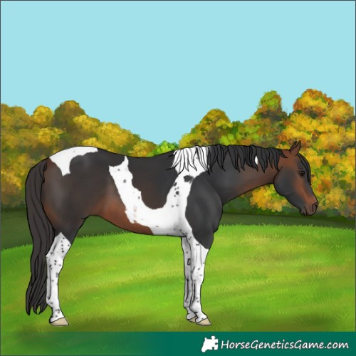 Horse Color:Bay Tobiano 