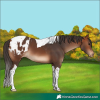 Horse Color:Bay Tobiano Blanket