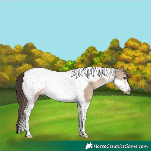 Horse Color:Liver Red Dun Tobiano Frame 
