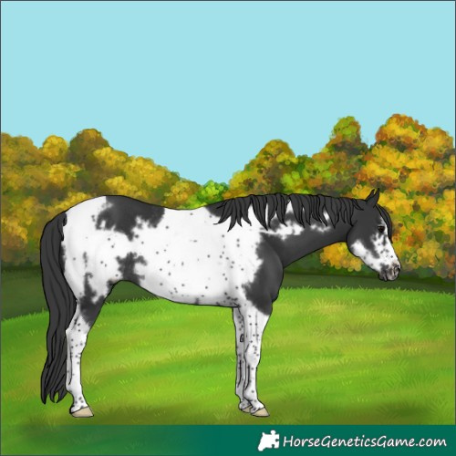 Horse Color:Black Tobiano Frame Rabicano 