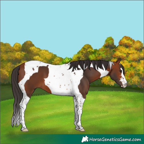 Horse Color:Bay Tobiano 