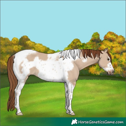 Horse Color:Red Dun Tobiano Frame 