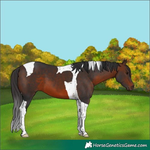 Horse Color:Brown Tobiano