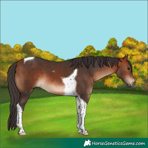 Horse Color:Bay Tobiano 